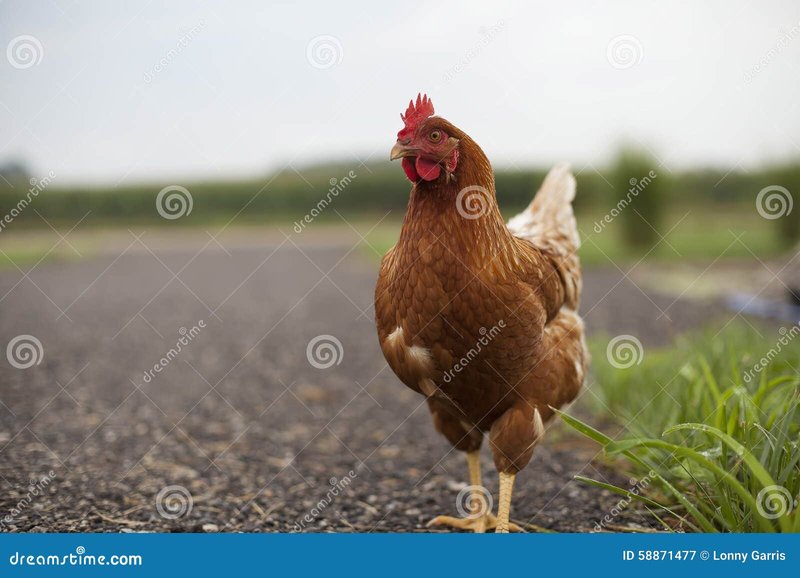 Il Mito del Chicken Road: l'Addio Alle Speranze in Casino Online in Italia, chicken road demo