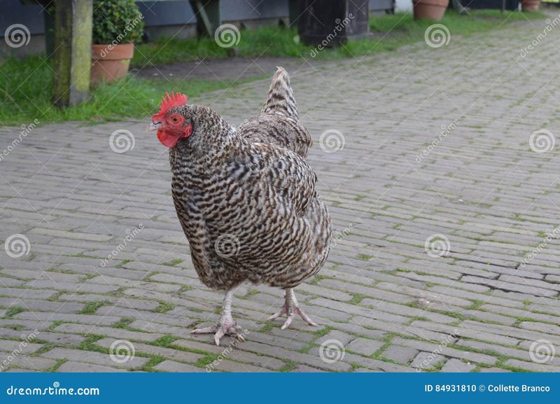 Discover chicken road slot